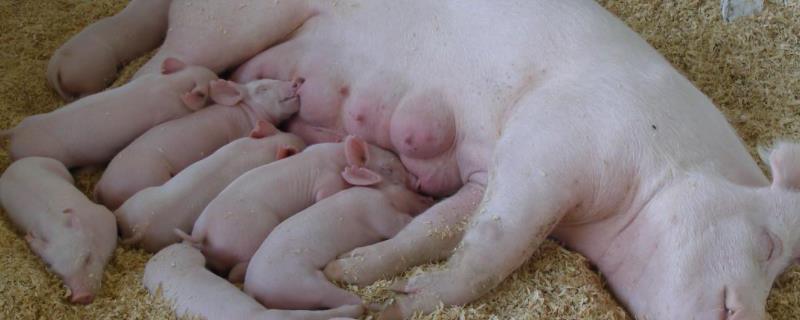 母猪产后不吃食怎么办，附解决方法 母猪产前产后不吃食怎么办