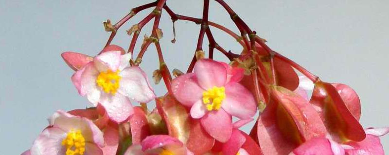 竹节海棠为什么不开花，针对性防治 竹节海棠花不开花怎么办