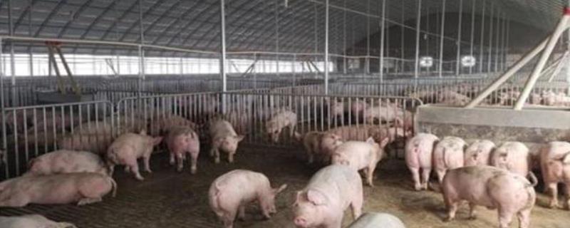 养猪场养猪大棚该如何建设呢 养猪场大棚建设方案
