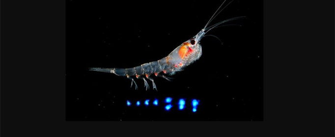 磷虾为什么发光 磷虾为什么发光呢