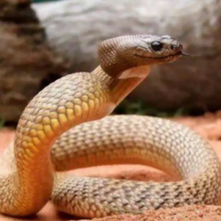 陆地上最毒的蛇是什么蛇（世界上陆地最毒的蛇）