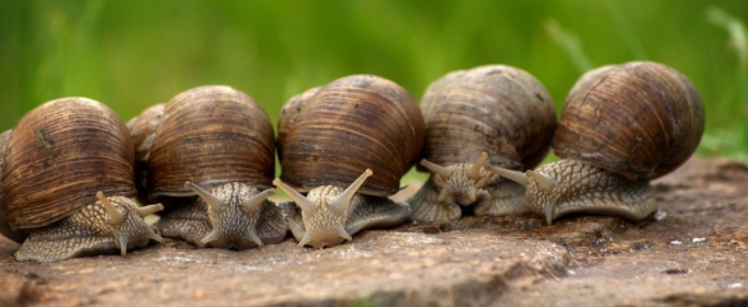 世界最可怕的十种蜗牛有哪些（世界上最奇怪的十种蜗牛）