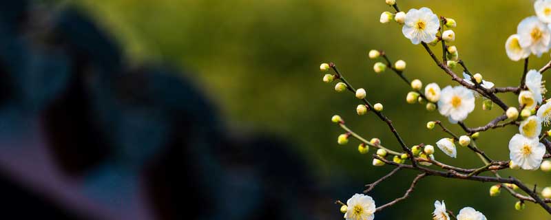 淘米水能浇花吗（大米淘米水能浇花吗）