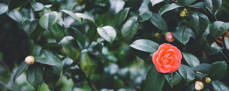 山茶花的盆栽方法 山茶花的盆栽方法图片