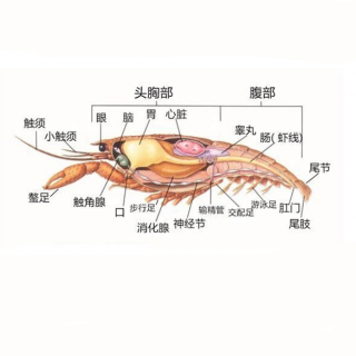 小龙虾的心脏长在什么位置（小龙虾的心脏长在什么部位）