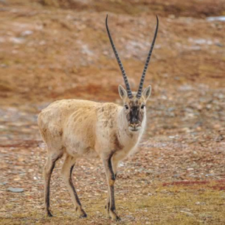 藏羚羊是哪个地区特有的动物 藏羚羊是哪个地区特有的动物是国家一级保护动物