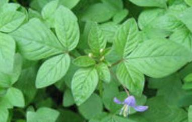 野白花菜的功效与作用与禁忌（野白花菜的功效与作用及禁忌）