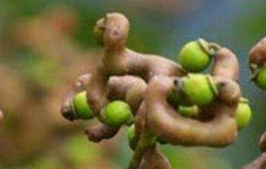 万寿果的功效与作用（万寿果的功效与作用 万寿果多少钱一斤）