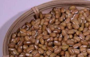 巴山豆的功效和作用 巴山豆的功效和作用与禁忌
