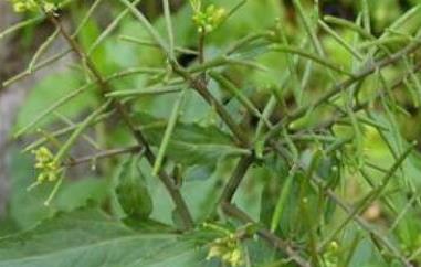 野油菜的功效与作用 野油菜的功效与作用点