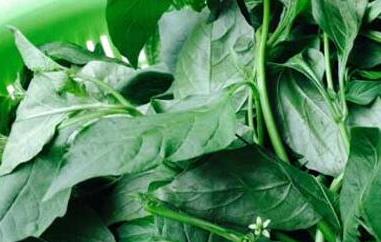 白花菜的功效与作用及禁忌 白花菜的功效与作用及禁忌症
