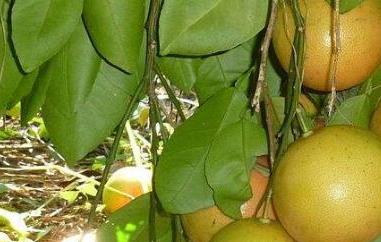 台湾文旦柚的功效与作用 台湾文旦柚跟普通柚子那个营养价值高