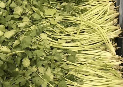 韩国大棵香菜种植技术，怎么施肥好 盆栽香菜怎样施肥