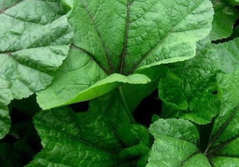 冬寒菜如何种植，光照要求是什么（冬寒菜种植技术和种植时间）