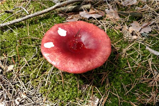 亚稀褶红菇是什么东西 亚稀褶红菇和平菇