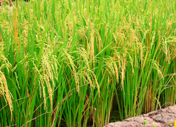 水稻直播田杂草多怎么办，除草的方法是什么