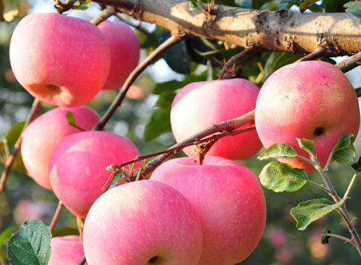 如何提升苹果产量和质量，苹果高产的方法是什么