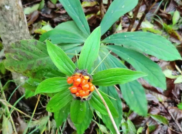 七叶一枝花如何种植，科学管理方法是什么