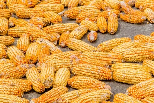 2021年9月份玉米多少钱一斤 2021年9月份玉米多少钱一斤陕西