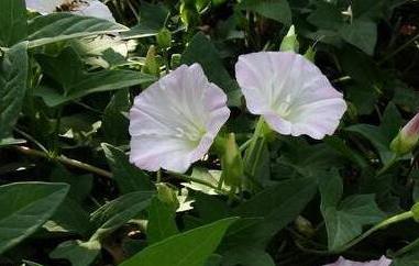 打碗花怎样食用（打碗花怎样食用最好）