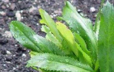 大芫荽和香菜的区别 大芫荽和香菜的区别图片