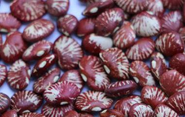 斑马豆的功效与作用 斑马豆的功效与作用禁忌和吃法