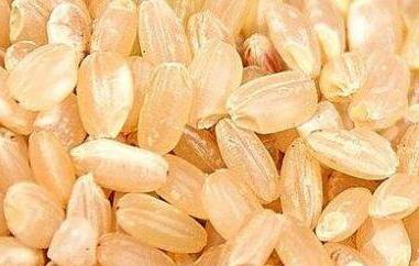 糙米的营养价值及功效（糙米有什么营养?）