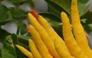 新鲜的佛手柑怎么吃好（新鲜的佛手柑怎么吃?）