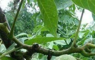 山核桃根的功效与作用（山核桃根有什么功效）