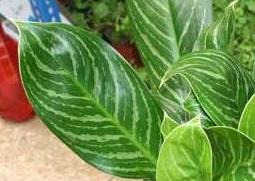 白雪公主的功效与作用（白雪公主的功效与作用及禁忌）