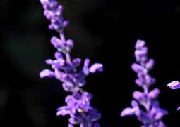 薰衣草花如何用 薰衣草花如何用土养