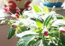 水季草花的养殖方法和注意事项 水季草花的养殖方法和注意事项视频