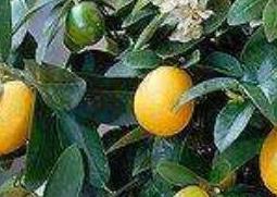 金桔树怎么养（金桔树怎么养才能结果实多）
