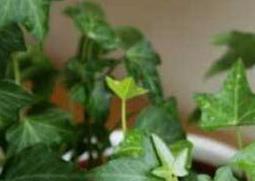 常青藤怎么养殖 常青藤适合室内养殖吗