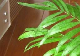 袖珍椰子的功效与作用（袖珍椰子的功效与作用图片）