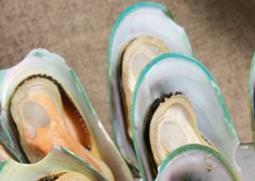 青口的功效与作用（青口的功效与作用吃法）