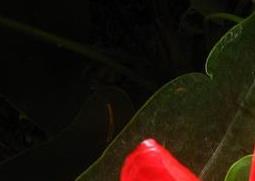 火鹤花怎么养 火鹤花怎么养爱开花