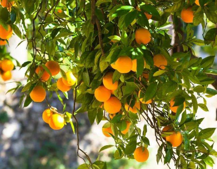 院里有杏树是吉是凶，养杏树好不好 院里栽杏树好不好?