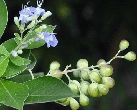 蔓荆子病虫害防治方法，蔓荆子怎么管理病虫害