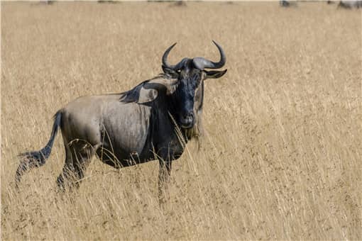 云南普洱拍到印度野牛幼崽！具体什么情况？看详情！
