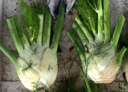 球茎茴香的栽培技术，球茎茴香好养吗，怎么养殖