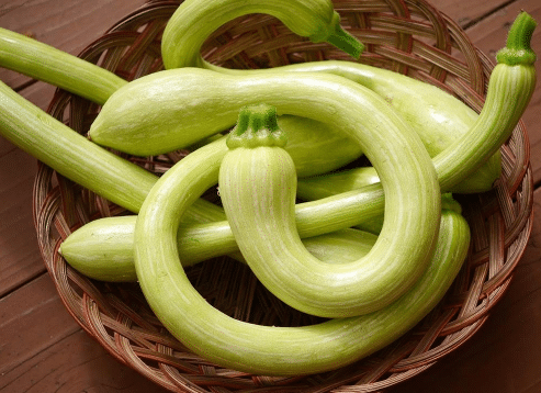 蛇瓜栽培技术,蛇瓜好养吗,怎么养殖管理