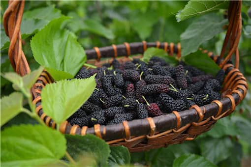家庭农场国家有哪些补偿项目 家庭农场国家有哪些补偿项目河南