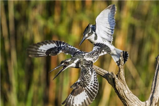 云南龙陵首次拍到斑鱼狗鸟
