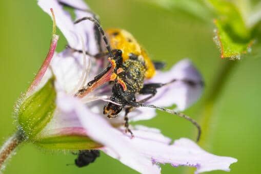 天牛咬人吗，有毒吗 红颈天牛咬人吗,有毒吗