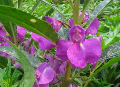 急性子怎么种，急性子好养吗，怎么养殖比较好