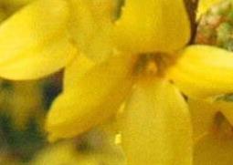 金钟花的功效与作用 金钟花的功效与作用图片