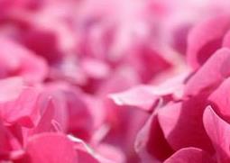 绣球花和大绒球有什么区别（绣球花种类区别）