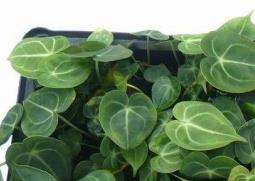 水晶花烛种植栽培要点（水晶花烛种植栽培要点）