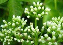 洋甘菊如何养殖 洋甘菊怎样养殖